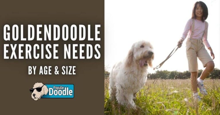 What Are The Exercise Needs Of A Goldendoodle In Durham?