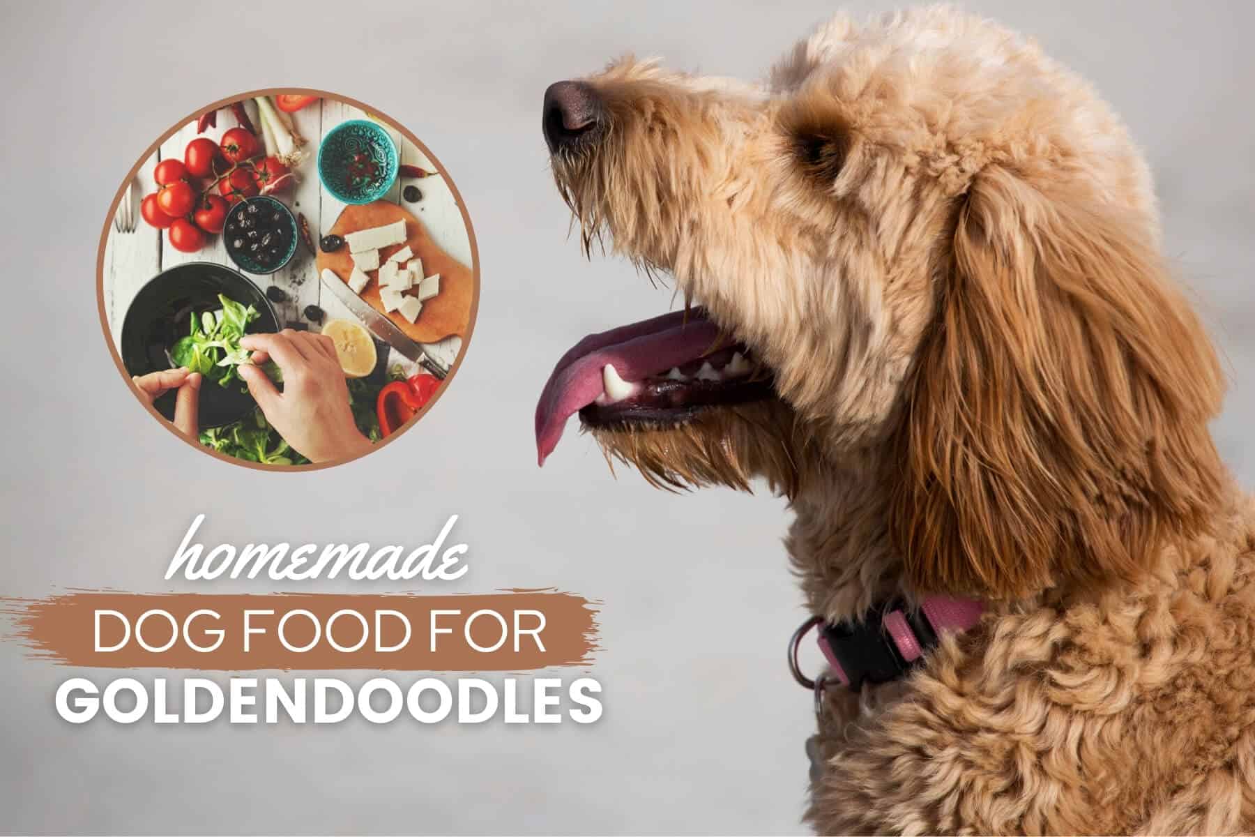 What to Feed Goldendoodles?