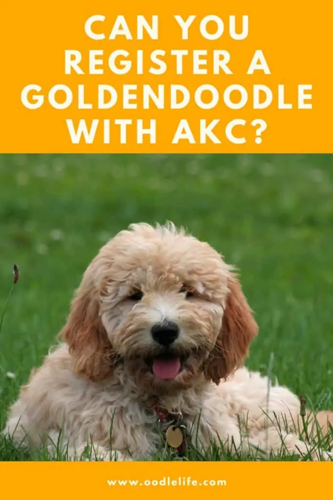 Is Goldendoodle a Recognized Breed?