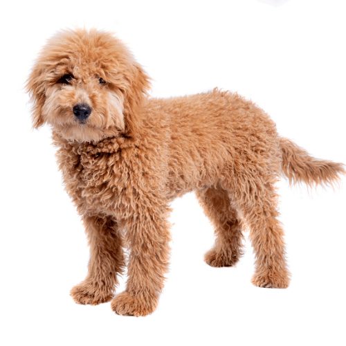 What Is A Mini Goldendoodle?