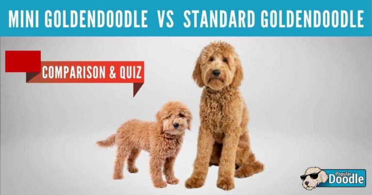 Mini Goldendoodle Vs Standard: Which Is Better For You In 2023?