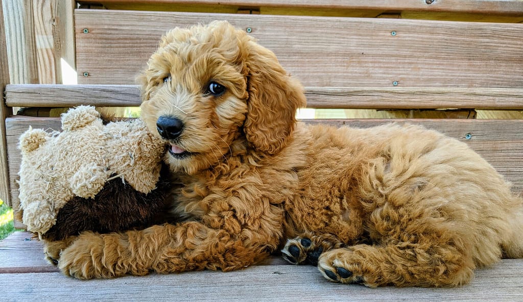 Are Goldendoodles Hypoallergenic Dogs?