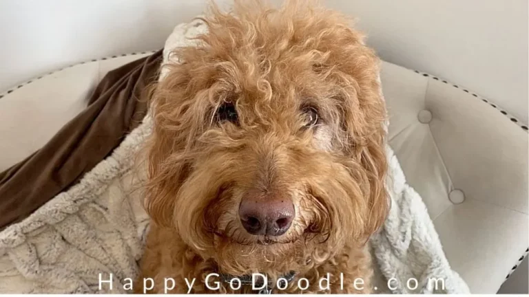 How To Demat A Goldendoodle?