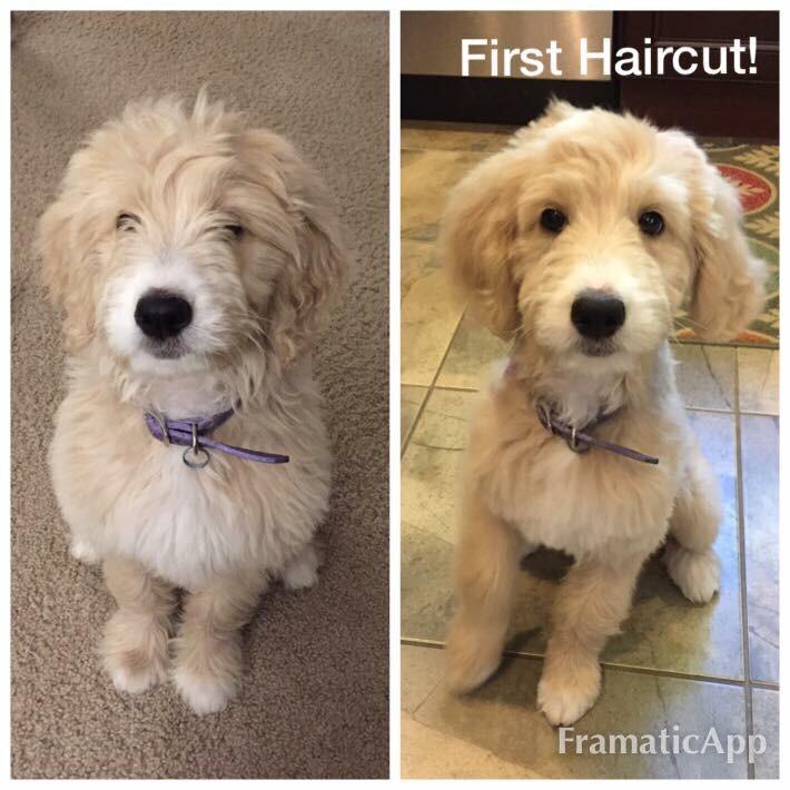 When Should Goldendoodle Get First Haircut?