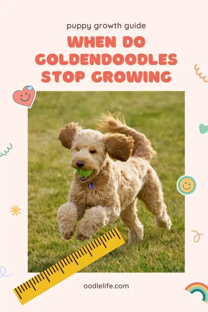 When Do Goldendoodles Stop Growing?