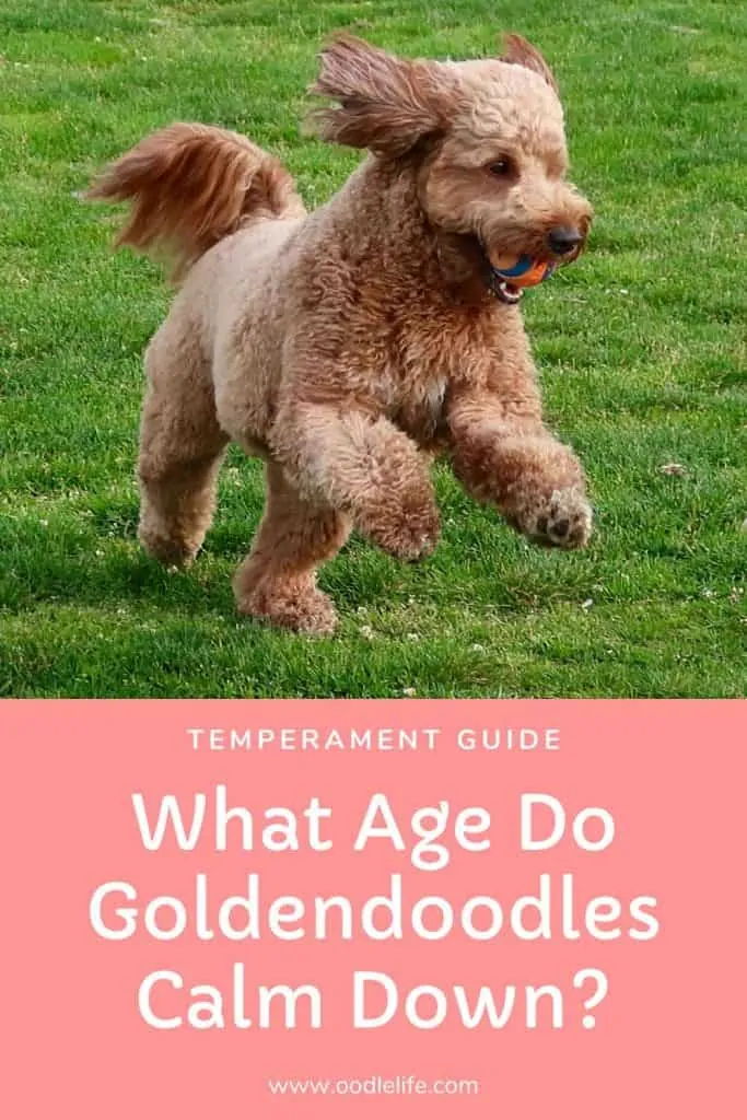 What Age Do Goldendoodles Calm Down?