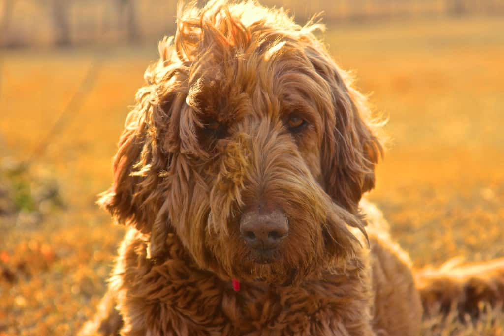 Goldendoodles in Tennessee - Find Your Tennessee Furry Friend